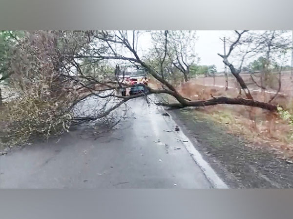 Road blocked in Jamnagar due to fallen trees. (Photo/ANI)