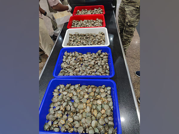 Custom seizes 6,850 live red-eared slider turtles (Photo: Twitter/@cusprevtrichy)